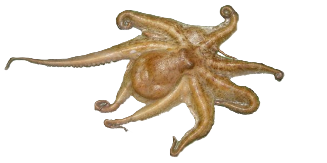 Common Octopus